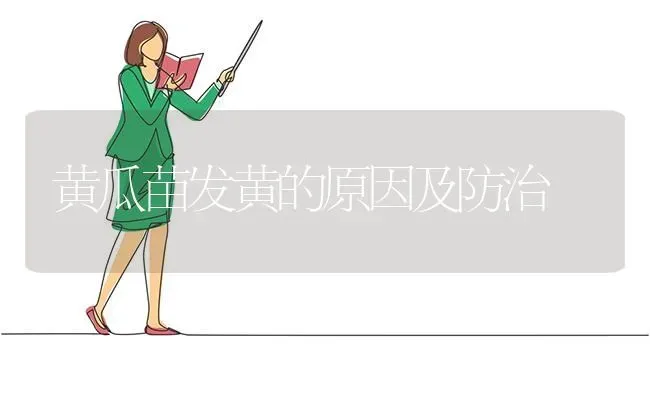 黄瓜苗发黄的原因及防治 | 蔬菜种植