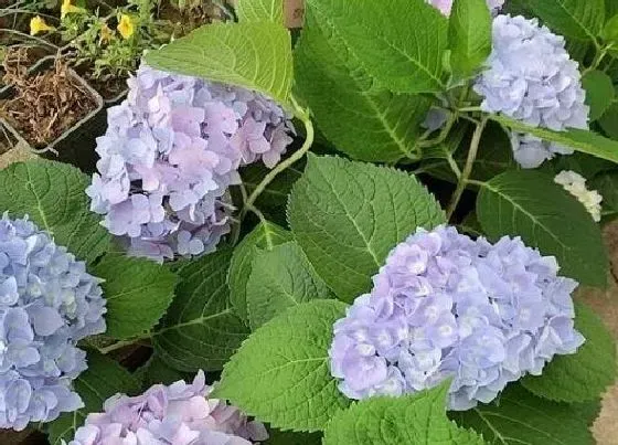 开花时间|无尽夏多久开花 花期有多长