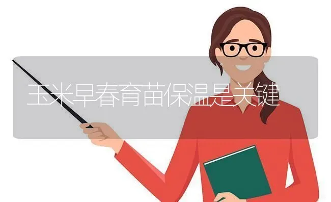 玉米早春育苗保温是关键 | 粮油作物种植