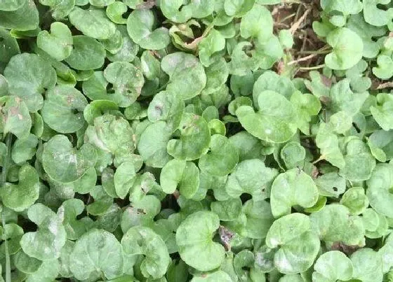 植物百科|马蹄金是花吗