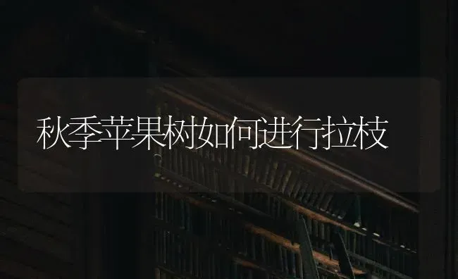 秋季苹果树如何进行拉枝 | 瓜果种植