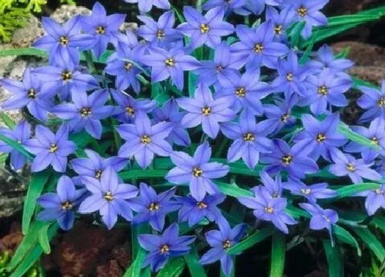 开花时间|韭兰什么时候开花 花期多长时间