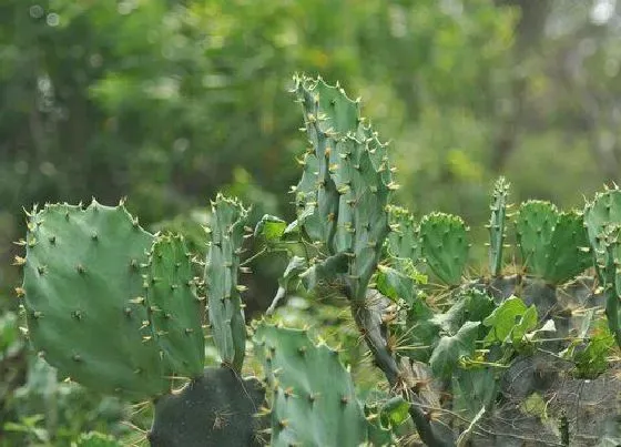 植物种类|仙人掌是树还是草 属于草本植物