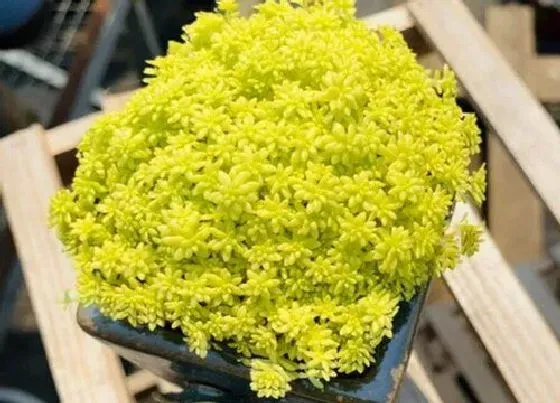 植物繁殖|黄金万年草怎么繁殖方法和注意事项