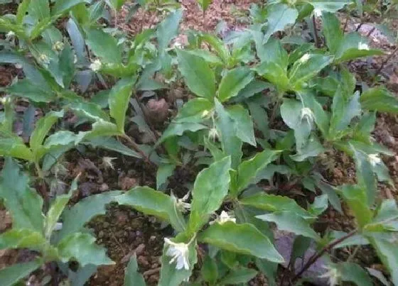 植物排行|石竹科植物有哪些