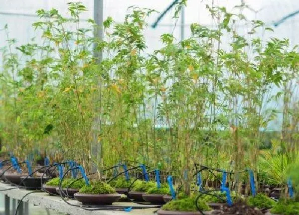 养殖方法|竹子的养殖方法和注意事项有哪些