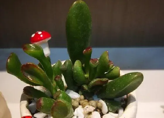 植物百科|多肉能不能晒太阳