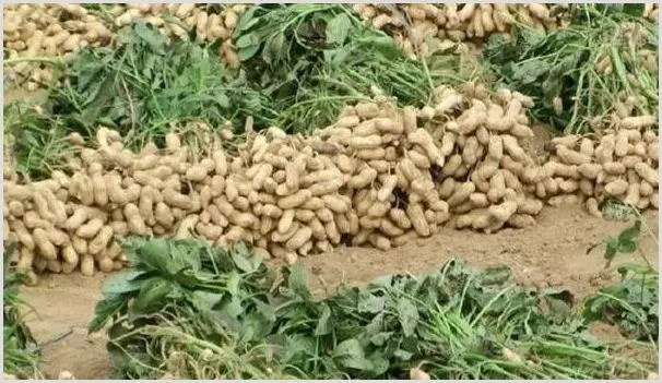 种植花生用哪种肥料好？各个阶段都不同 | 种植资料
