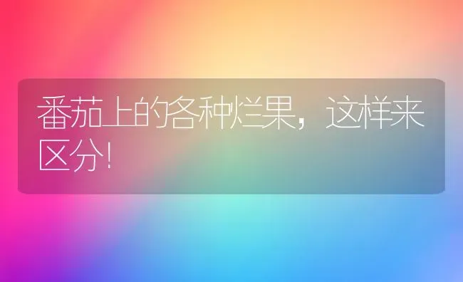 番茄上的各种烂果，这样来区分！ | 瓜果种植
