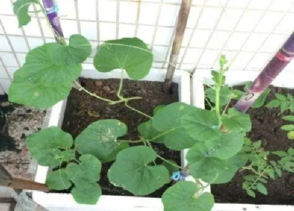 植物浇水|盆栽葫芦怎么浇水方法