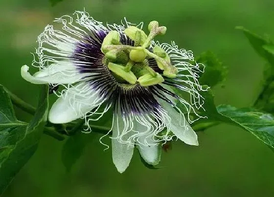 花朵诊疗|百香果怎么快速开花