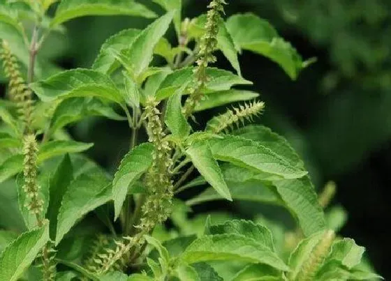 种植管理|香花子几月份种植合适