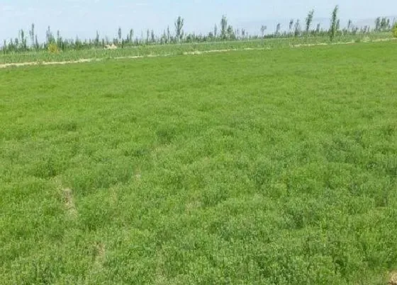 种植管理|孜然的生长周期是多长时间