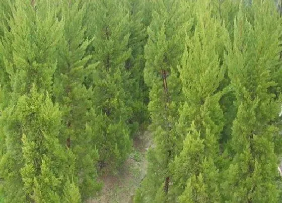 植物种类|龙柏是裸子植物吗