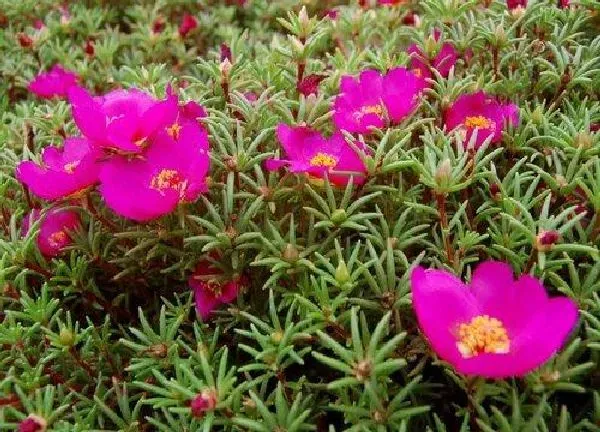 植物浇水|太阳花几天浇一次水 春夏秋冬各不同