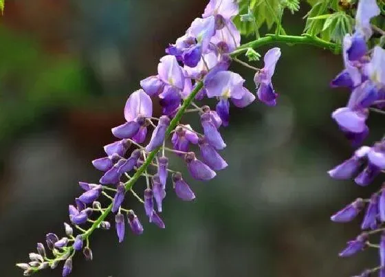 植物百科|葛花是什么植物类别