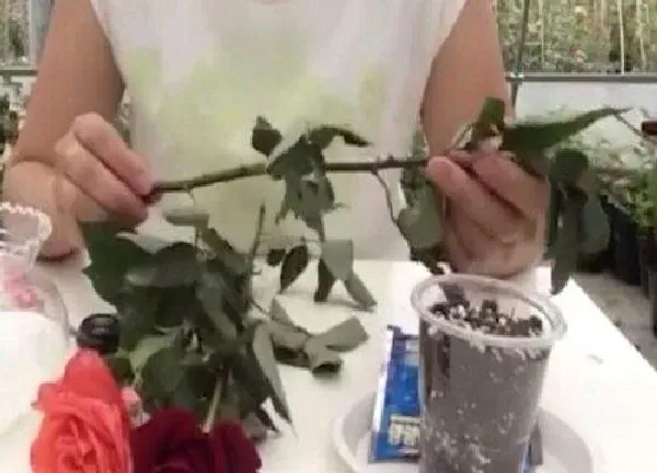 植物扦插|玫瑰几月份扦插最好