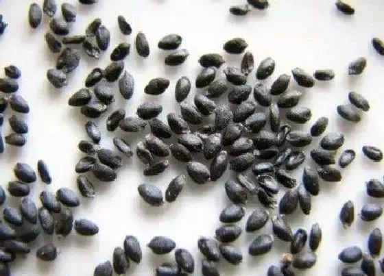 种植管理|火龙果籽可以种吗