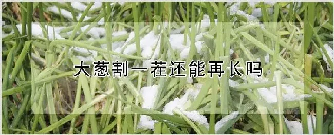 大葱割一茬还能再长吗 | 自然知识