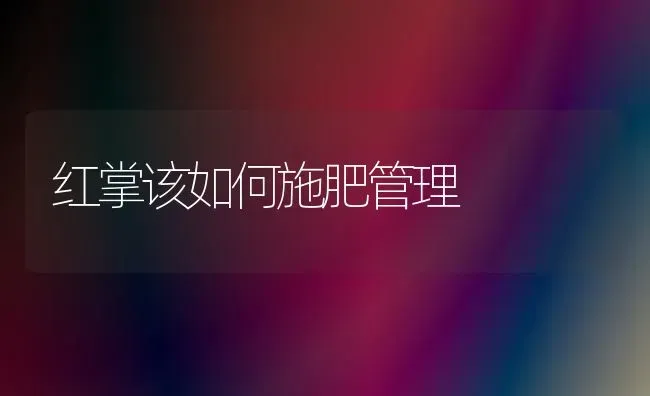 红掌该如何施肥管理 | 种植肥料施肥