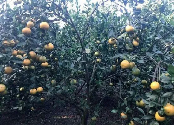 冬天植物|桔子树怎么过冬天 越冬防寒管理方法