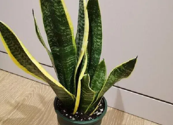 植物换土|虎尾兰换土时间和方法