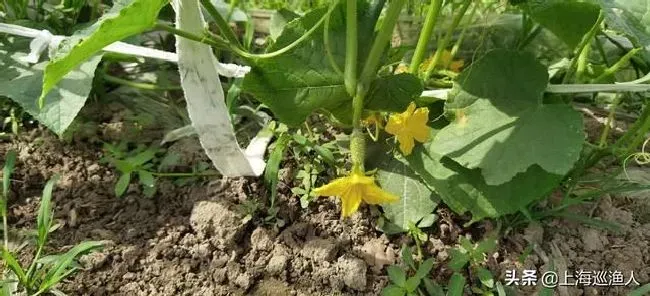 植物施肥|黄瓜用水溶肥有什么效果，大棚黄瓜水溶肥配方及方案）