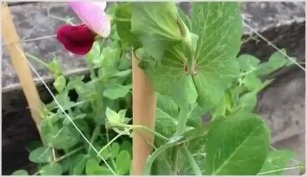 豌豆的种植时间及高产种植技术 | 农业科普