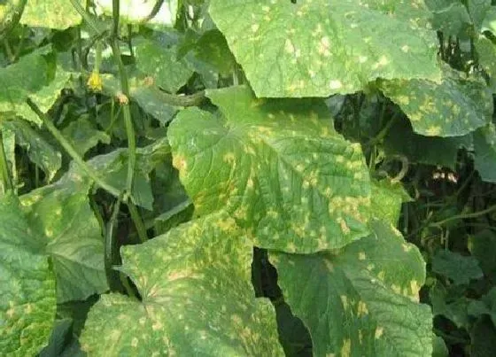 植物病害|黄瓜花叶病症状及防治方法