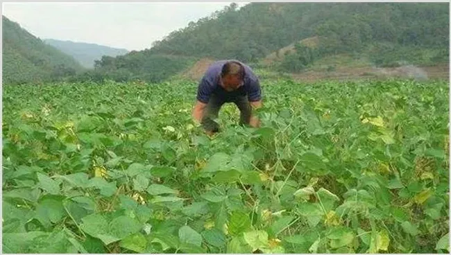 大豆对环境条件的要求 | 自然知识