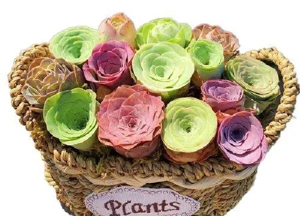 植物移栽|山地玫瑰多久服盆