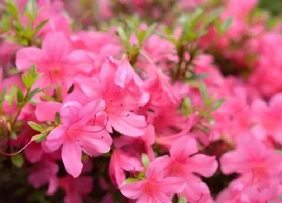 开花时间|百里杜鹃什么时候开花 花期是几月份