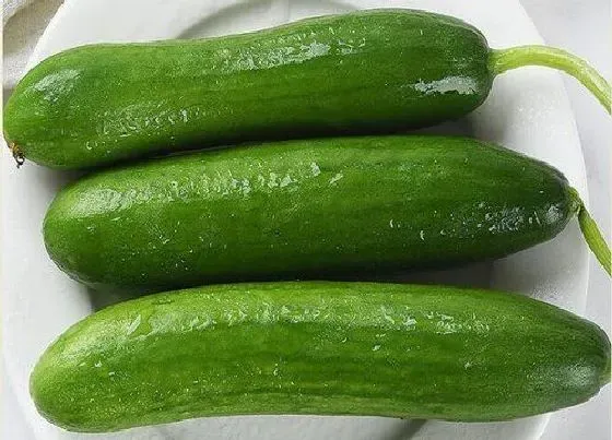 植物育苗|黄瓜种子催芽方法