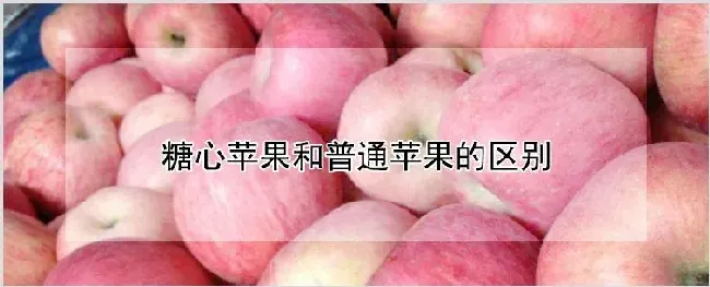 糖心苹果和普通苹果的区别 | 耕种资料