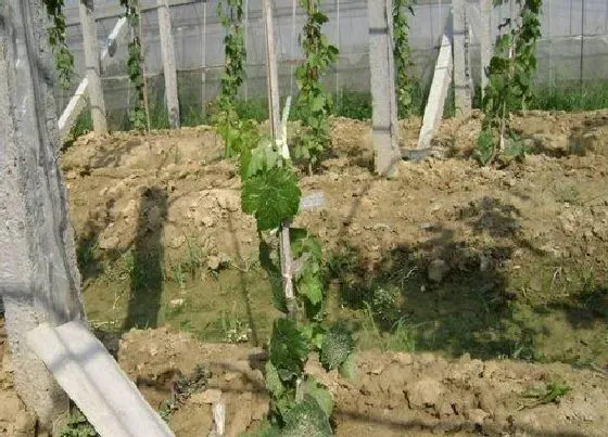 种植管理|阳光玫瑰摘心打顶时间与方法