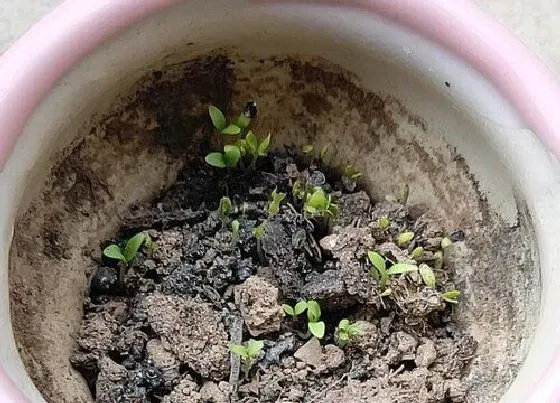 植物播种|欧石竹什么时候播种最好