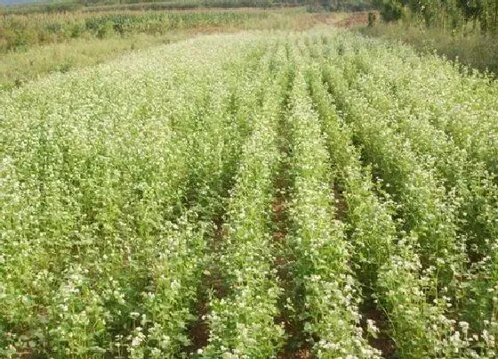 植物播种|荞麦什么时候播种 播种时间与方法