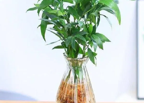 养殖方法|驱蚊竹可以水养吗