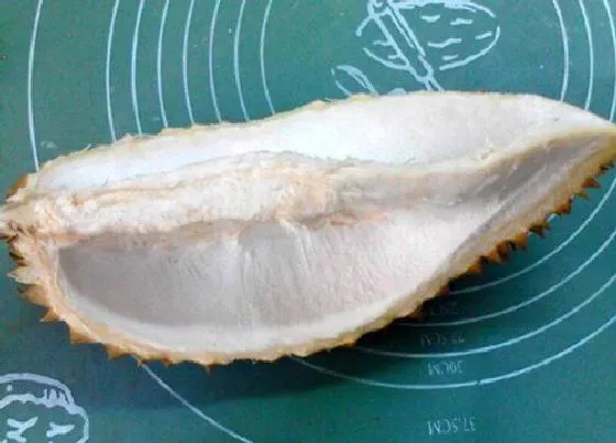 植物施肥|榴莲壳可以做肥料吗