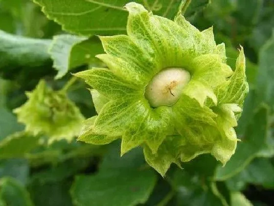 果实科普|榛子几月开花结果 什么时候开花结果