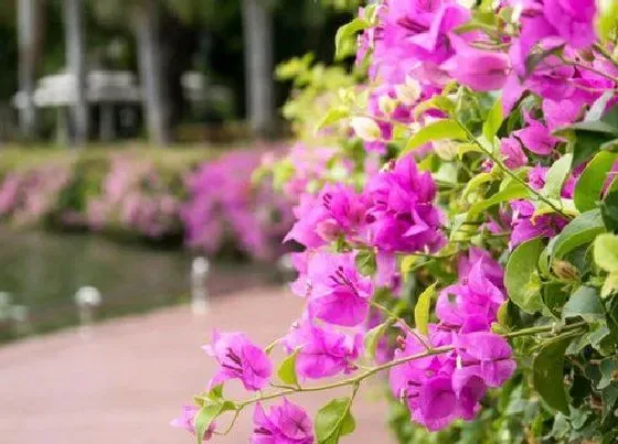 开花时间|百里杜鹃什么时候开花 花期是几月份
