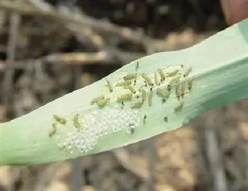 喷药|治螟虫用什么农药最好（水稻防治水稻螟虫杀虫剂有哪些）