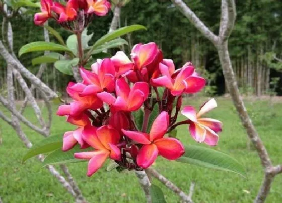 冬天植物|鸡蛋花怎么过冬天