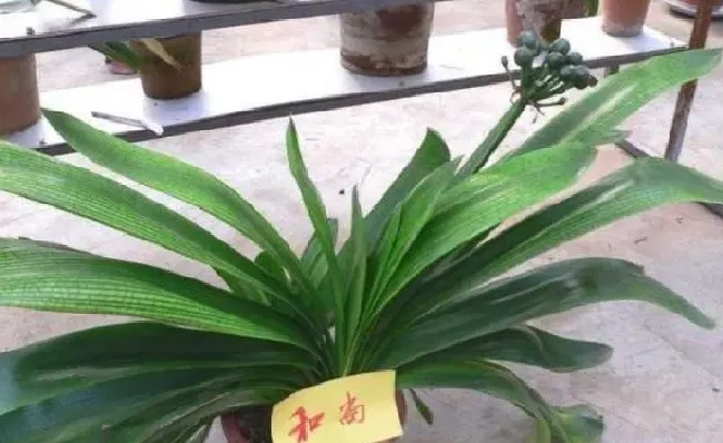 植物种类|君子兰哪个品种最贵（君子兰哪些品种最好看又名贵值钱）