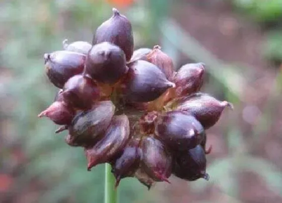 植物百科|害子是什么植物