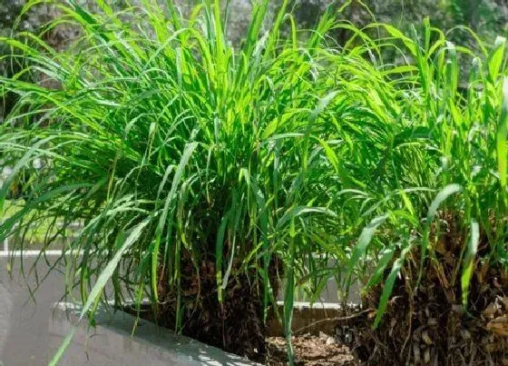 功效常识|香茅草的功效与作用