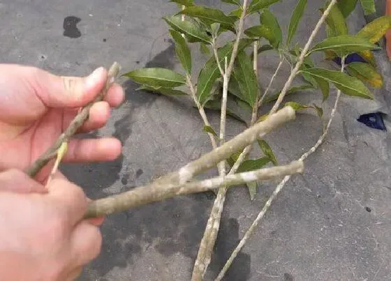 植物繁殖|桂花树扦插繁殖方法和注意事项