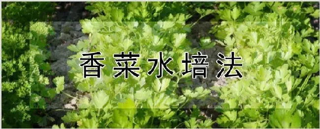 香菜水培法 | 种植资料