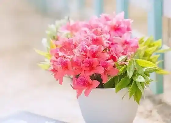 冬天植物|映山红耐寒吗（盆栽映山红怎么养能过冬）