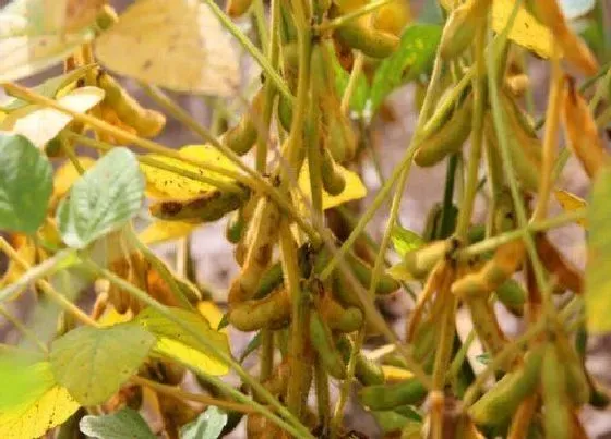 种植管理|黄豆几月份种植合适